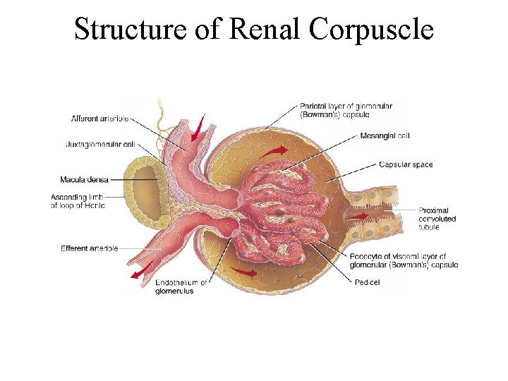 Structure of Renal Corpuscle 