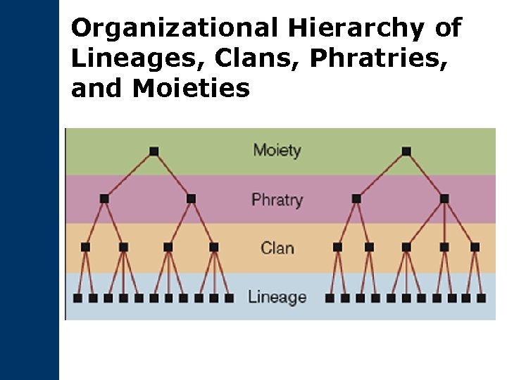 Organizational Hierarchy of Lineages, Clans, Phratries, and Moieties 