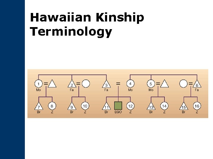 Hawaiian Kinship Terminology 