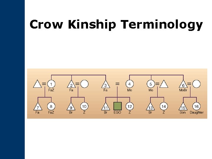 Crow Kinship Terminology 