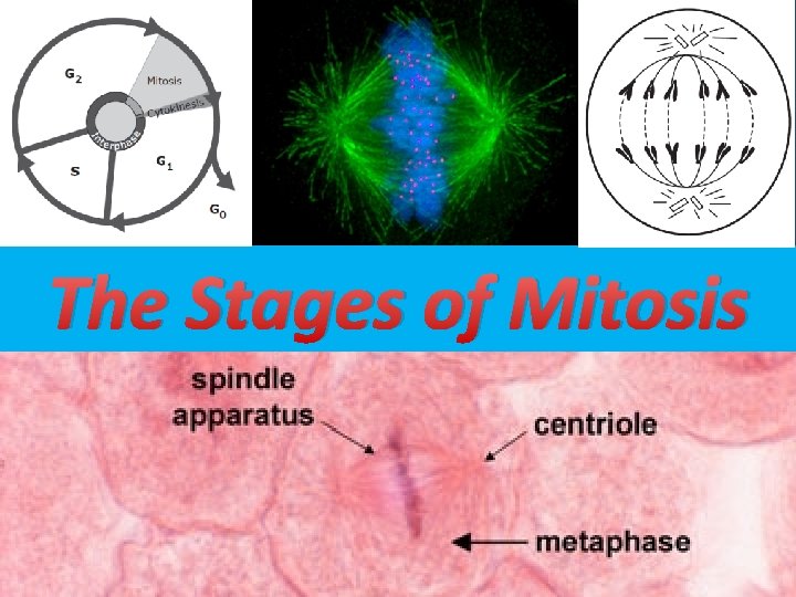 The Stages of Mitosis 