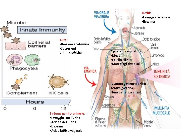 Occhi: • Lavaggio lacrimale • lisozima Cute: • Barriera anatomica • Secrezioni antimicrobiche Apparato