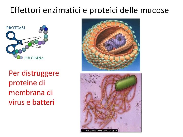 Effettori enzimatici e proteici delle mucose Per distruggere proteine di membrana di virus e