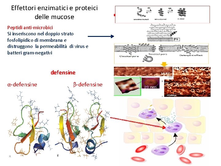 Effettori enzimatici e proteici delle mucose Peptidi anti-microbici Si inseriscono nel doppio strato fosfolipidico