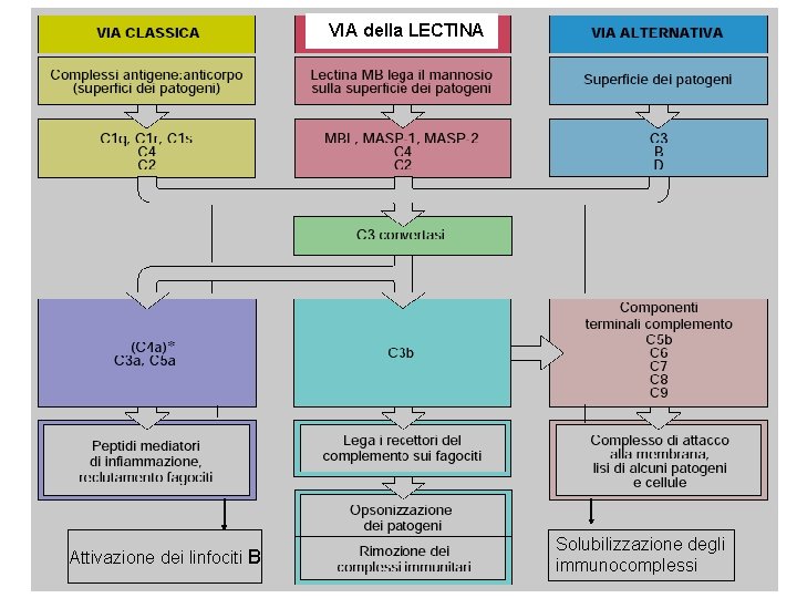 VIA della LECTINA Figure 2 -19 Attivazione dei linfociti B Solubilizzazione degli immunocomplessi 