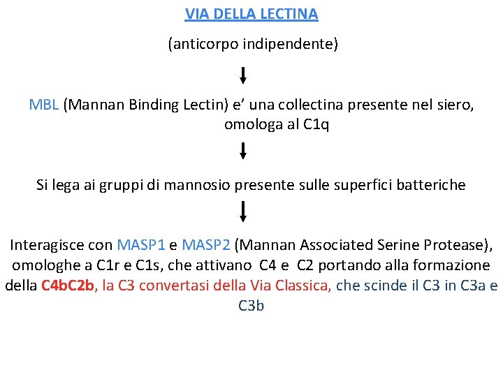 VIA DELLA LECTINA (anticorpo indipendente) MBL (Mannan Binding Lectin) e’ una collectina presente nel