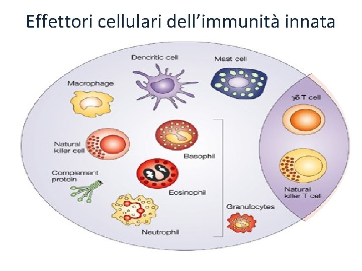 Effettori cellulari dell’immunità innata 