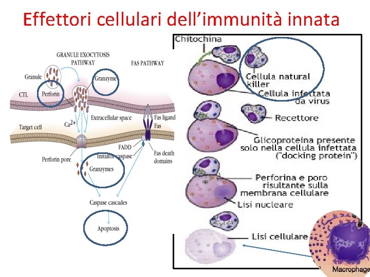 Effettori cellulari dell’immunità innata 