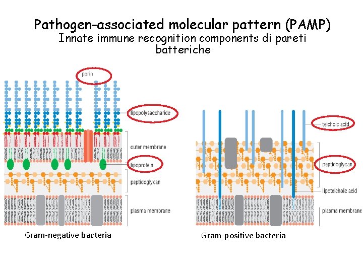 Pathogen-associated molecular pattern (PAMP) Innate immune recognition components di pareti batteriche Gram-negative bacteria Gram-positive