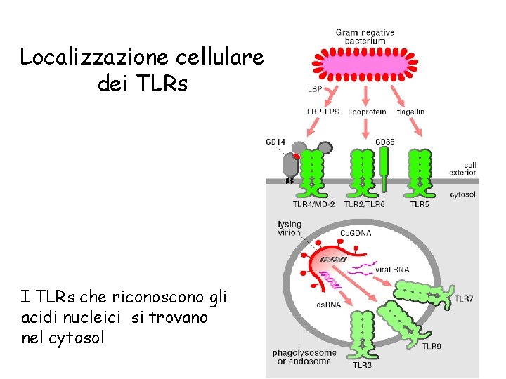 Localizzazione cellulare dei TLRs I TLRs che riconoscono gli acidi nucleici si trovano nel