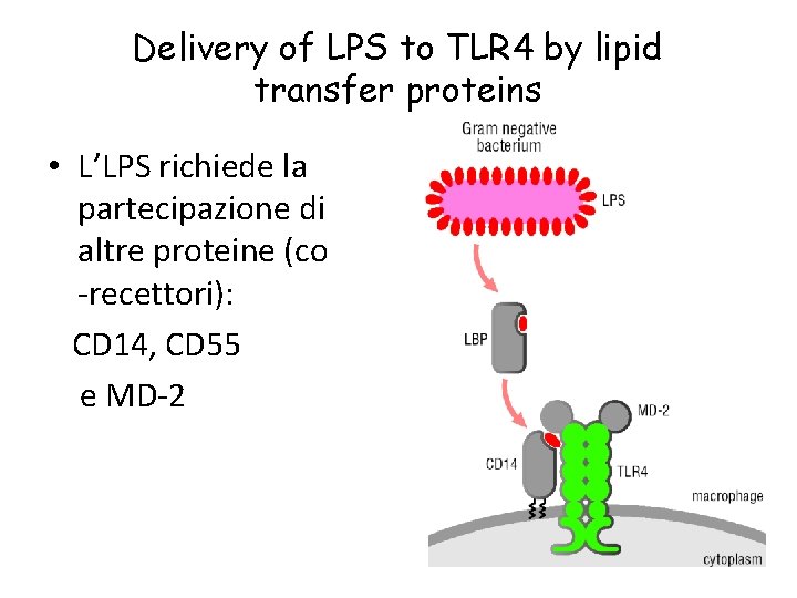 Delivery of LPS to TLR 4 by lipid transfer proteins • L’LPS richiede la
