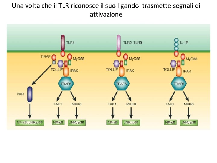 Una volta che il TLR riconosce il suo ligando trasmette segnali di attivazione 