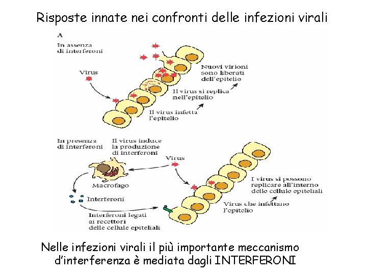 Risposte innate nei confronti delle infezioni virali Nelle infezioni virali il più importante meccanismo
