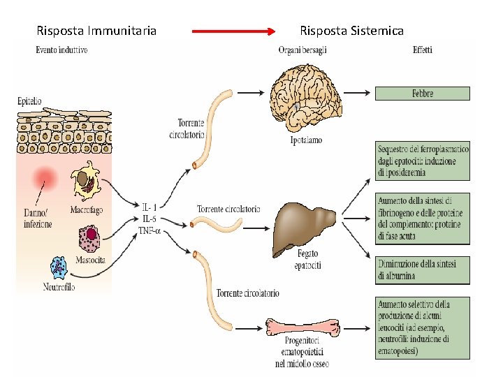 Risposta Immunitaria Risposta Sistemica 