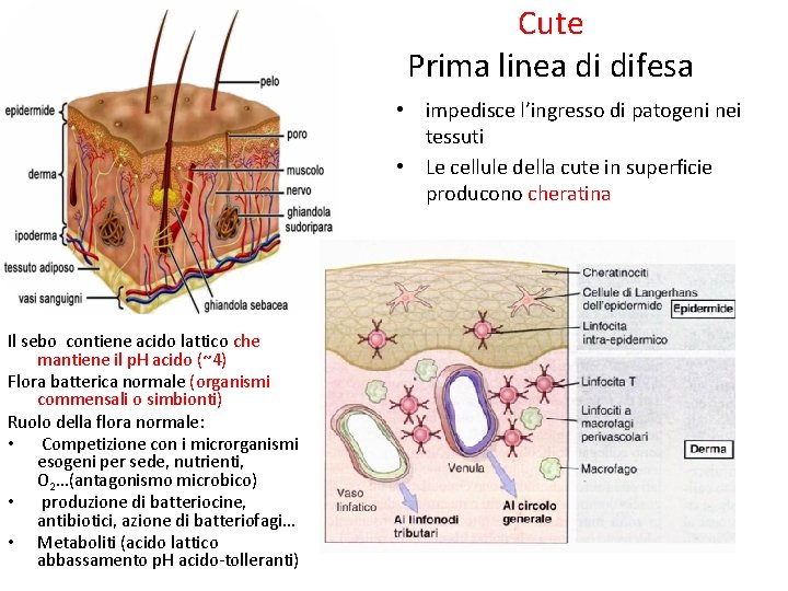 Cute Prima linea di difesa • impedisce l’ingresso di patogeni nei tessuti • Le