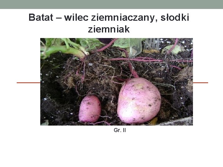 Batat – wilec ziemniaczany, słodki ziemniak Gr. II 