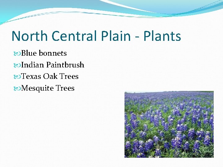 North Central Plain - Plants Blue bonnets Indian Paintbrush Texas Oak Trees Mesquite Trees