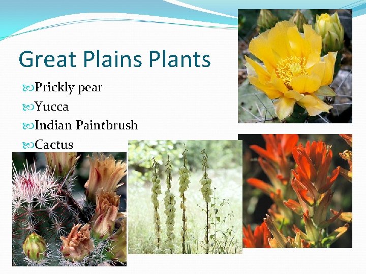 Great Plains Plants Prickly pear Yucca Indian Paintbrush Cactus 