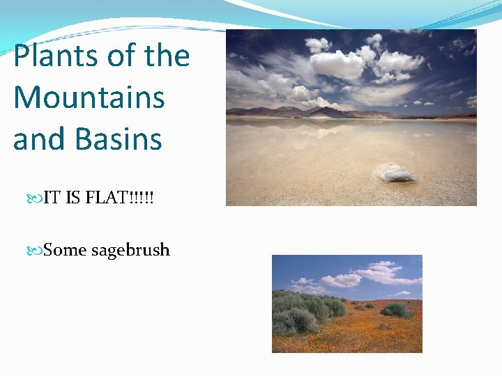 Plants of the Mountains and Basins IT IS FLAT!!!!! Some sagebrush 