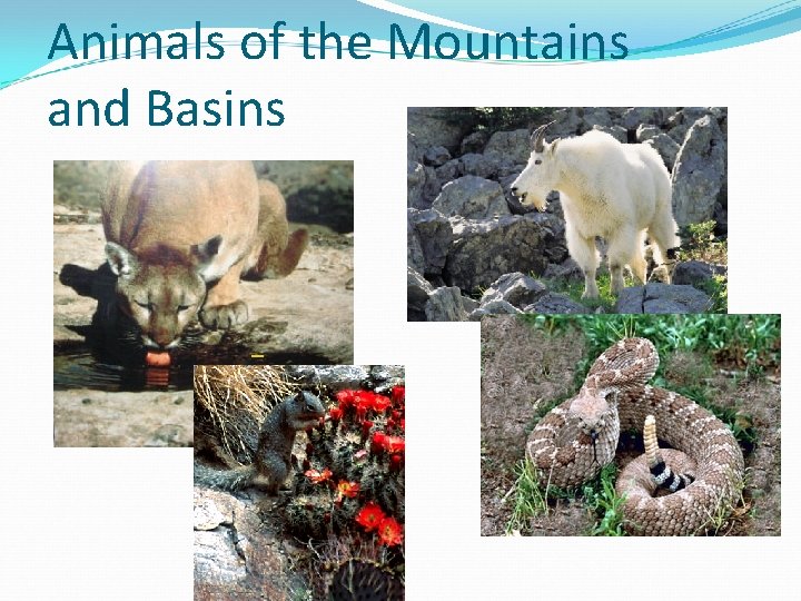 Animals of the Mountains and Basins 