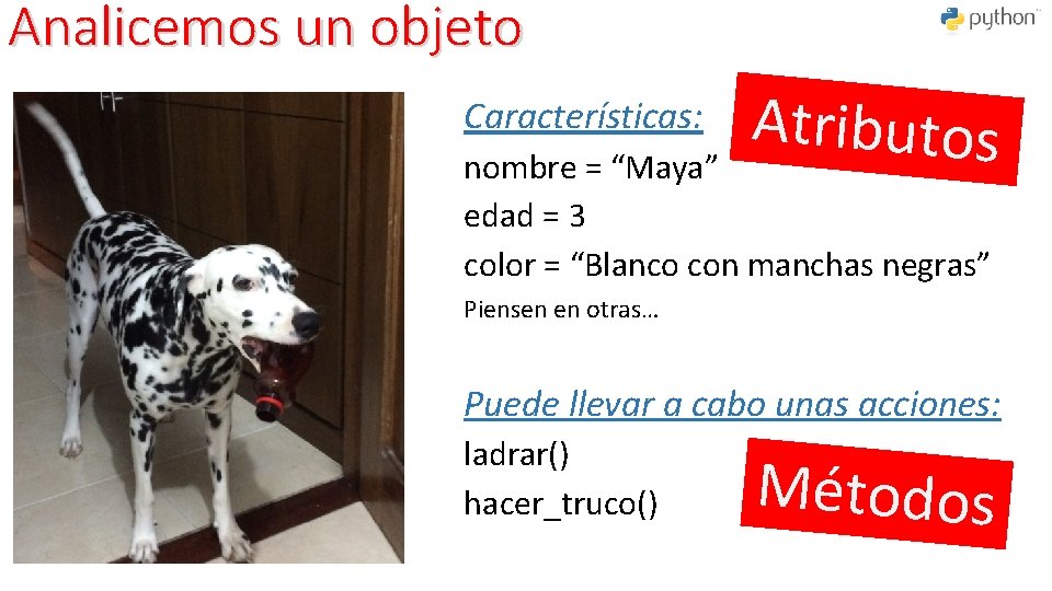 Analicemos un objeto Características: Atributos nombre = “Maya” edad = 3 color = “Blanco