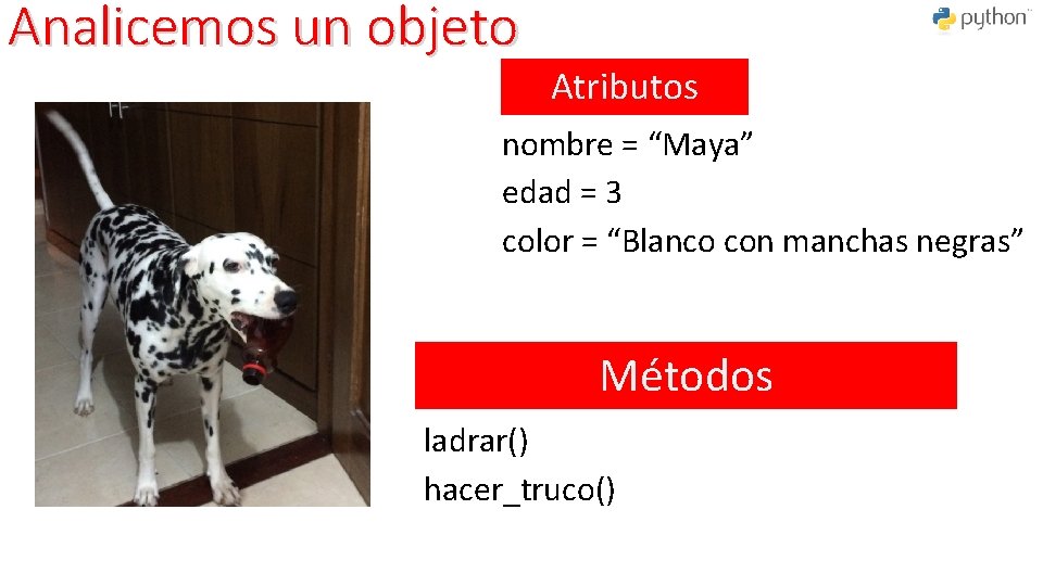 Analicemos un objeto Atributos Características: nombre = “Maya” edad = 3 color = “Blanco