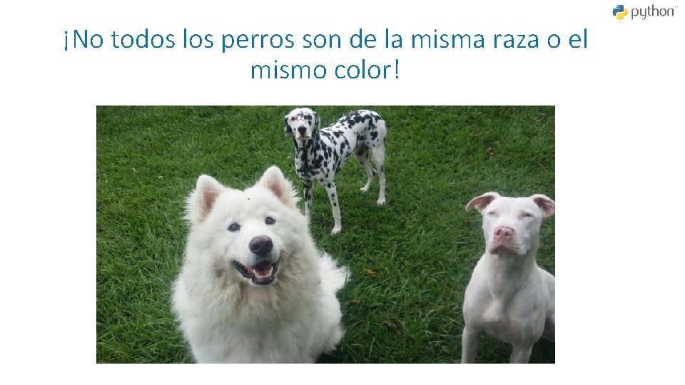 ¡No todos los perros son de la misma raza o el mismo color! 