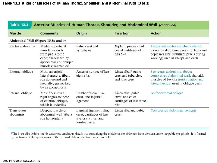 Table 13. 3 Anterior Muscles of Human Thorax, Shoulder, and Abdominal Wall (3 of