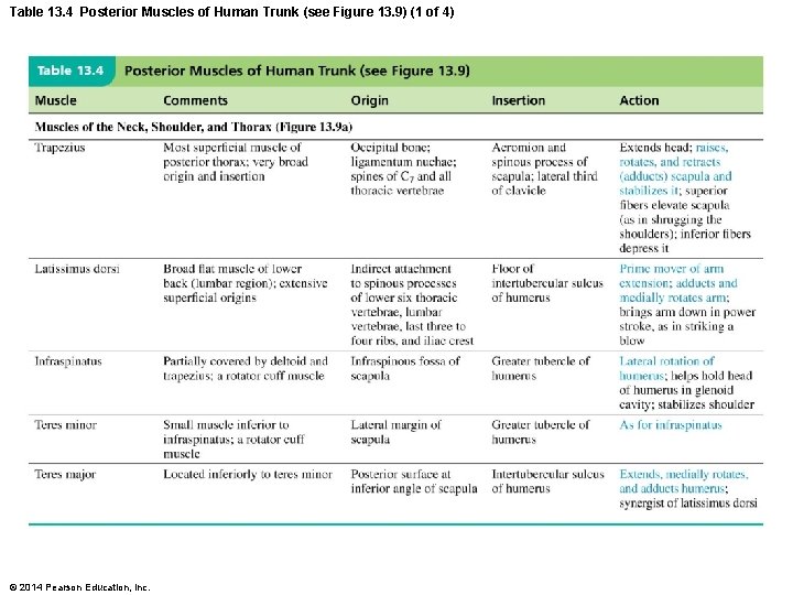 Table 13. 4 Posterior Muscles of Human Trunk (see Figure 13. 9) (1 of