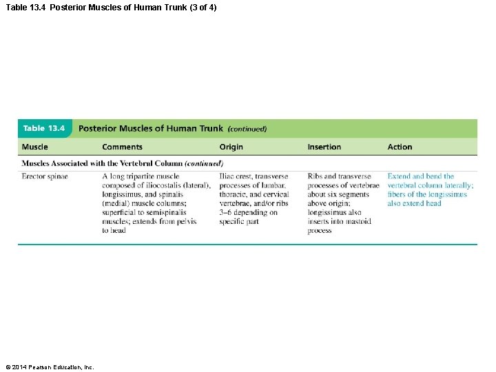 Table 13. 4 Posterior Muscles of Human Trunk (3 of 4) © 2014 Pearson