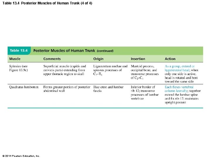 Table 13. 4 Posterior Muscles of Human Trunk (4 of 4) © 2014 Pearson