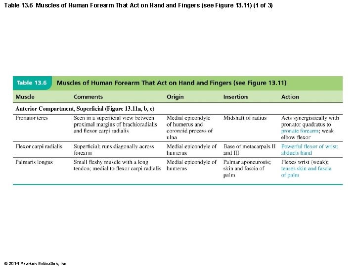 Table 13. 6 Muscles of Human Forearm That Act on Hand Fingers (see Figure