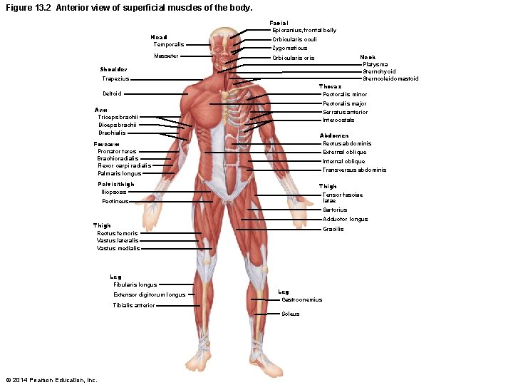 Figure 13. 2 Anterior view of superficial muscles of the body. Head Temporalis Masseter