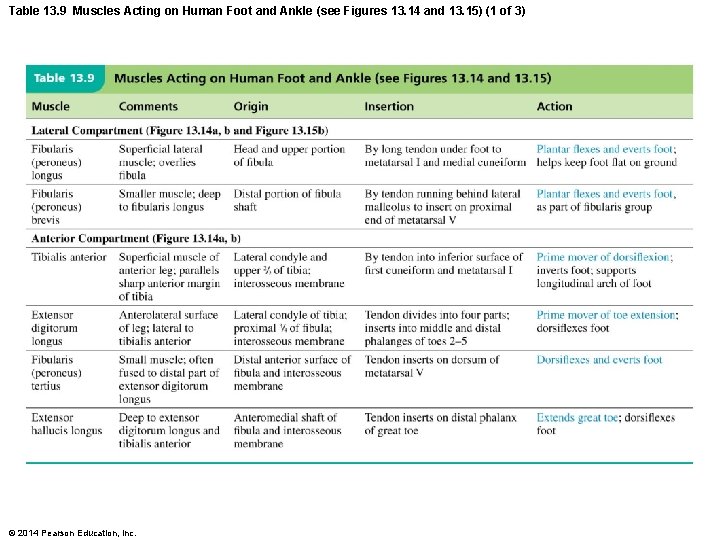 Table 13. 9 Muscles Acting on Human Foot and Ankle (see Figures 13. 14