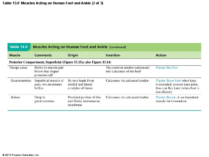 Table 13. 9 Muscles Acting on Human Foot and Ankle (2 of 3) ©