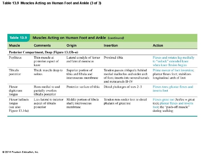 Table 13. 9 Muscles Acting on Human Foot and Ankle (3 of 3) ©