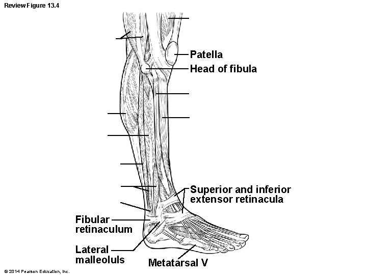 Review Figure 13. 4 Patella Head of fibula Superior and inferior extensor retinacula Fibular