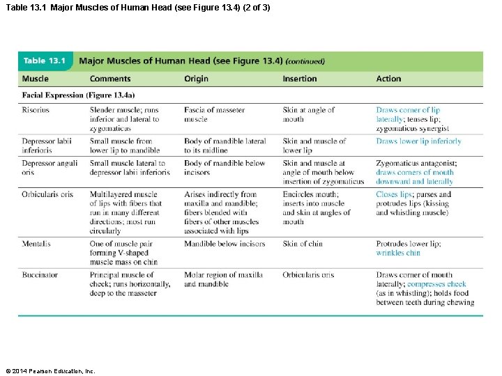 Table 13. 1 Major Muscles of Human Head (see Figure 13. 4) (2 of