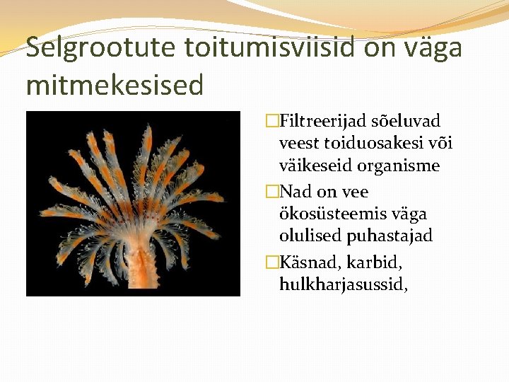 Selgrootute toitumisviisid on väga mitmekesised �Filtreerijad sõeluvad veest toiduosakesi või väikeseid organisme �Nad on