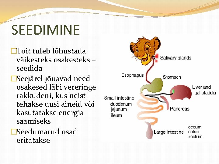 SEEDIMINE �Toit tuleb lõhustada väikesteks osakesteks – seedida �Seejärel jõuavad need osakesed läbi vereringe