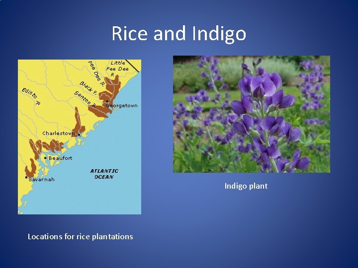 Rice and Indigo plant Locations for rice plantations 