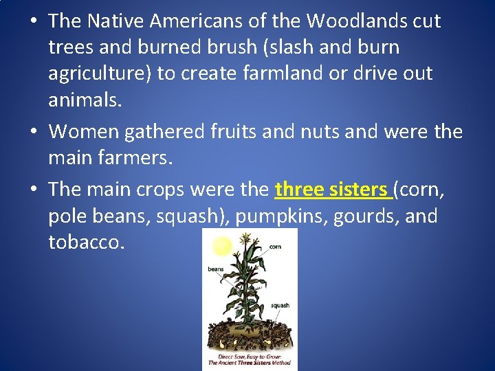 • The Native Americans of the Woodlands cut trees and burned brush (slash