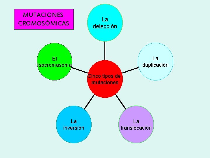 MUTACIONES CROMOSÓMICAS La delección La duplicación El Isocromasoma Cinco tipos de mutaciones La inversión