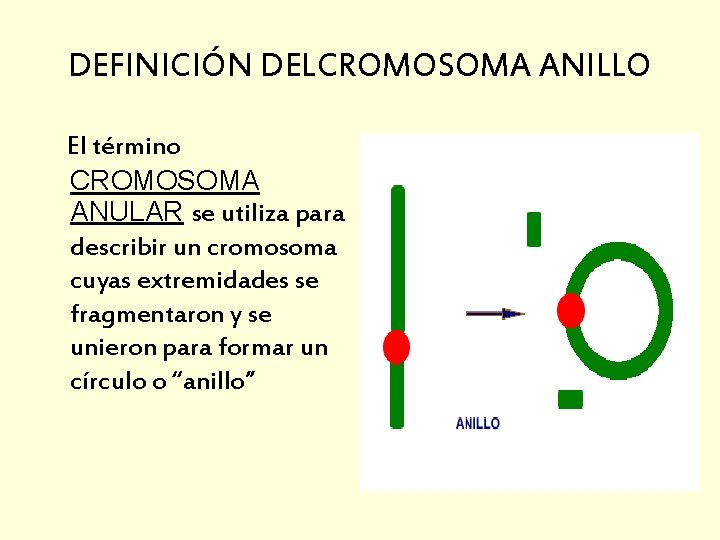 DEFINICIÓN DELCROMOSOMA ANILLO El término CROMOSOMA ANULAR se utiliza para describir un cromosoma cuyas