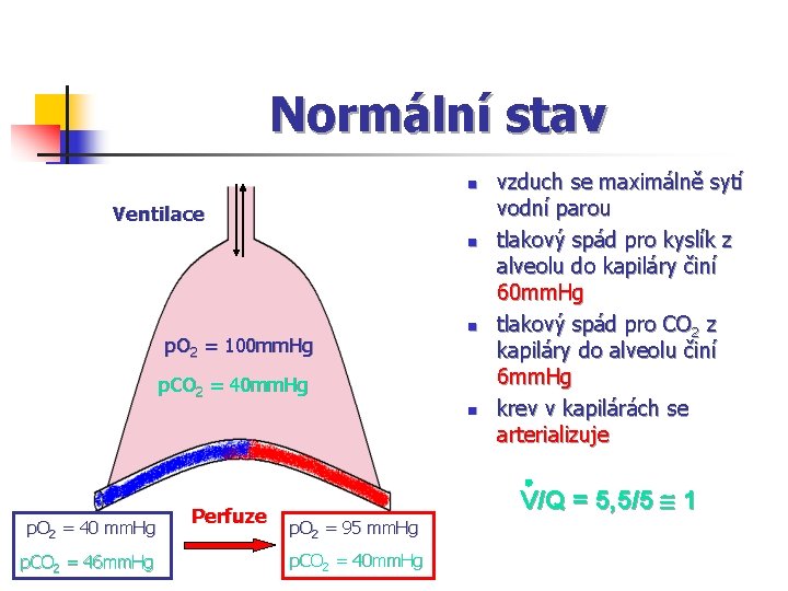 Normální stav n Ventilace n p. O 2 = 100 mm. Hg n p.