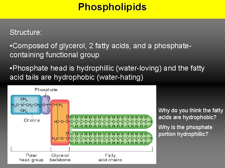 Phospholipids Structure: • Composed of glycerol, 2 fatty acids, and a phosphatecontaining functional group