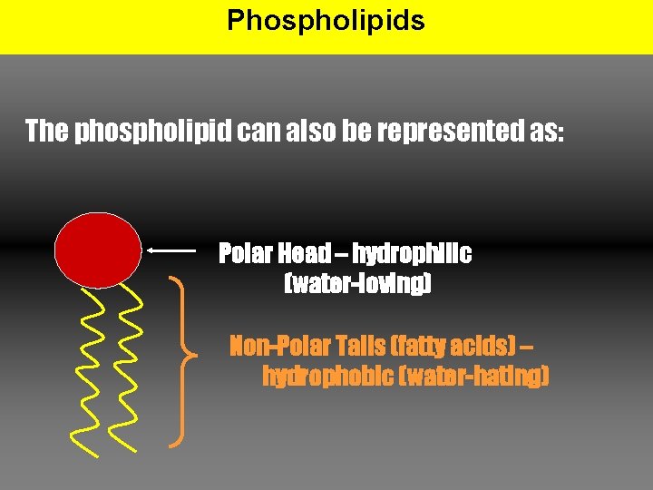 Phospholipids The phospholipid can also be represented as: Polar Head – hydrophilic (water-loving) Non-Polar