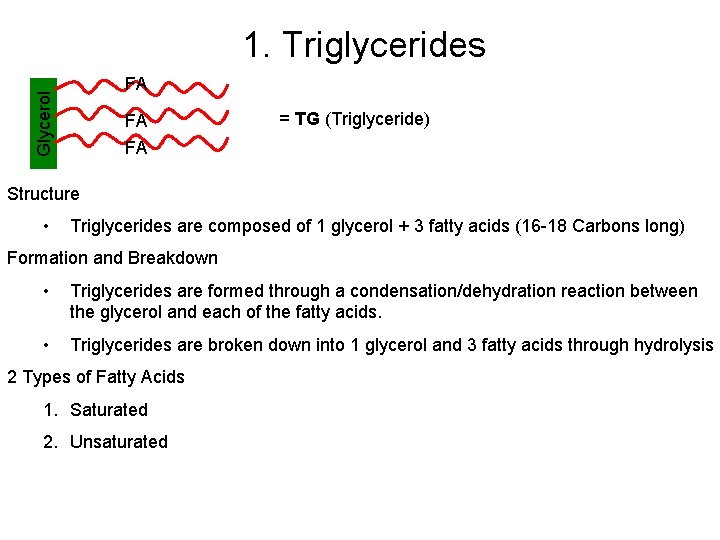 1. Triglycerides Glycerol FA FA FA = TG (Triglyceride) Structure • Triglycerides are composed