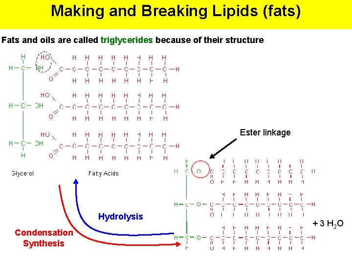 Making and Breaking Lipids (fats) Fats and oils are called triglycerides because of their