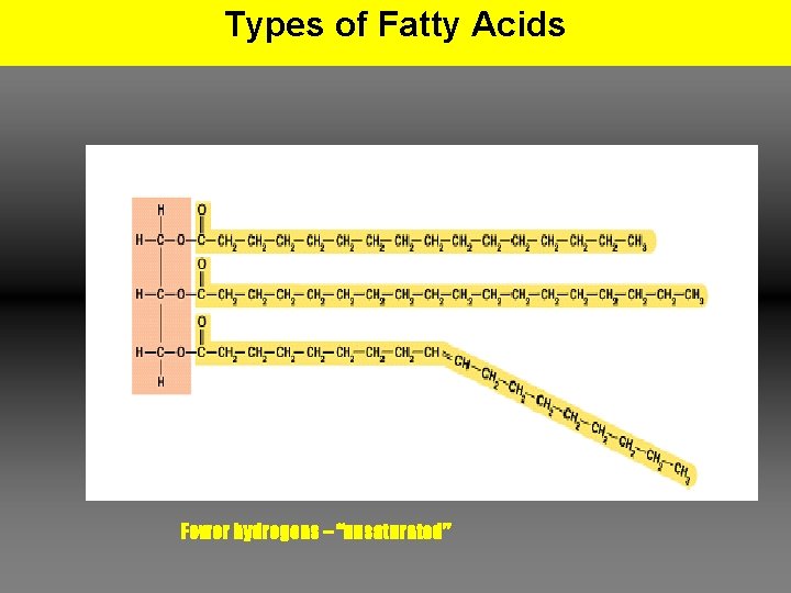 Types of Fatty Acids Fewer hydrogens – “unsaturated” 